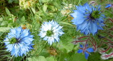 Nigelles de Damas
