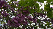 Lilas mauve - Syringa vulgaris