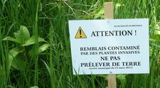 Plantes invasives
