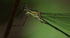 Leste viridis