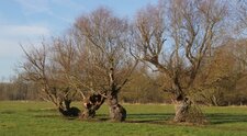 Trognes boursoufflées