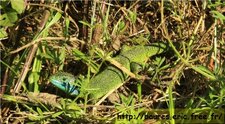 Lézard vert