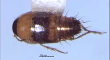Tachyporus pulchrus