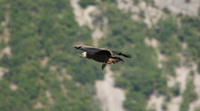 Vautour fauve