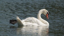 Cygne tuberculé - adulte