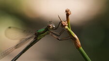 Leste viridis