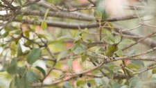 Colibri