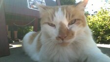 chat