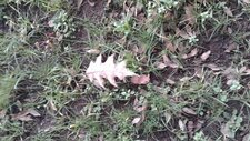Feuille d