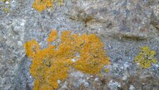 Xanthoria Parietina