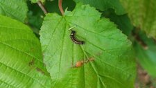 Chenille processionnaire, Thaumetopoea