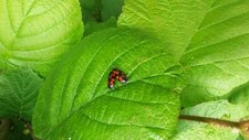 Couple de cercopes, Cercopis vulnerata