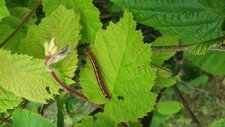 Livrée des arbres, Malacosoma neustria