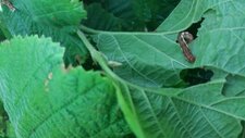 Noctuelle potagère, Lacanobia oleracea