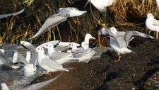 Mouettes rieuses