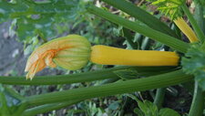 Cucurbita pepo