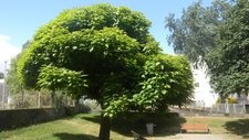 Catalpa ?