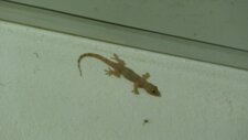 Gecko 