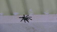 Matoutou ou avicularia avicularia