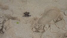 Bébé tortue
