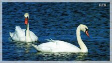 Cygne tuberculé
