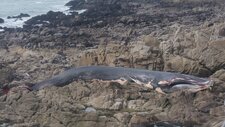 Rorqual commun