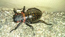 Tettigoniidé 