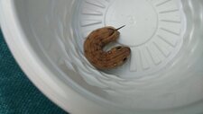 Chenille de Sphingidae