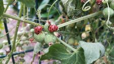 Coccinelle de la Bryone