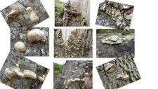 Champignons