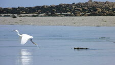 Aigrette garzette