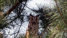 Hibou moyen-duc Asio otus 