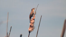 Phragmite des joncs, Acrocephalus schoenobaenus 