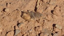 Pamphagidae