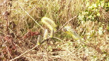 Saule marsault