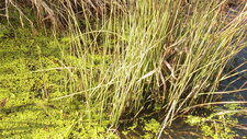  Jonc des chaisiers commun (Schoenoplectus acutus)
