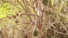Ronces des bois, Rubus fruticulosus