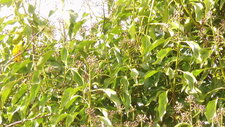 Lierre Hedera Helix