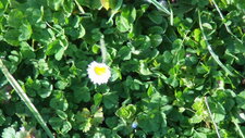 Paquerette (Bellis perennis)