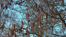 Aulne glutineux (alnus glutinosa)