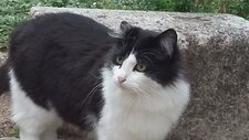 Pantoufle / felis silvestrus catus (linnaeus 1758)