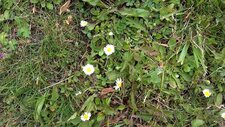 Pâquerette-Bellis perennis