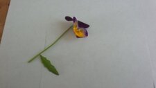 Pensée sauvage,viola tricolor