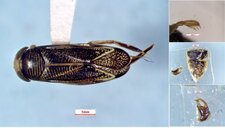 Sigara alternata