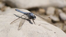 Orthetrum brunneum - mâle