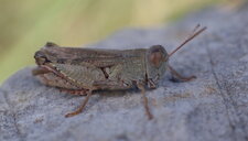 Petit criquet