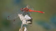 Sympetrum sanguineum - mâle