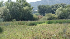 Roselière et ripisylve