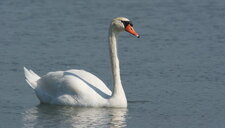 Cygne tuberculé - adulte