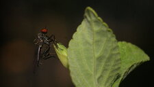Mouche